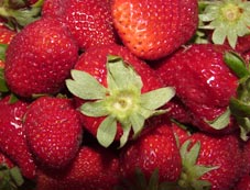 Frischgewaschene saftige Erdbeeren mit Grn!