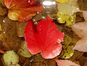 Feuchtes buntes Herbstlaub in Wasserpftze!