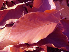 Braunes Herbstlaub im Sonnenschein!