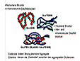 Abb.der Molekularen Struktur des Weizen-Glutens